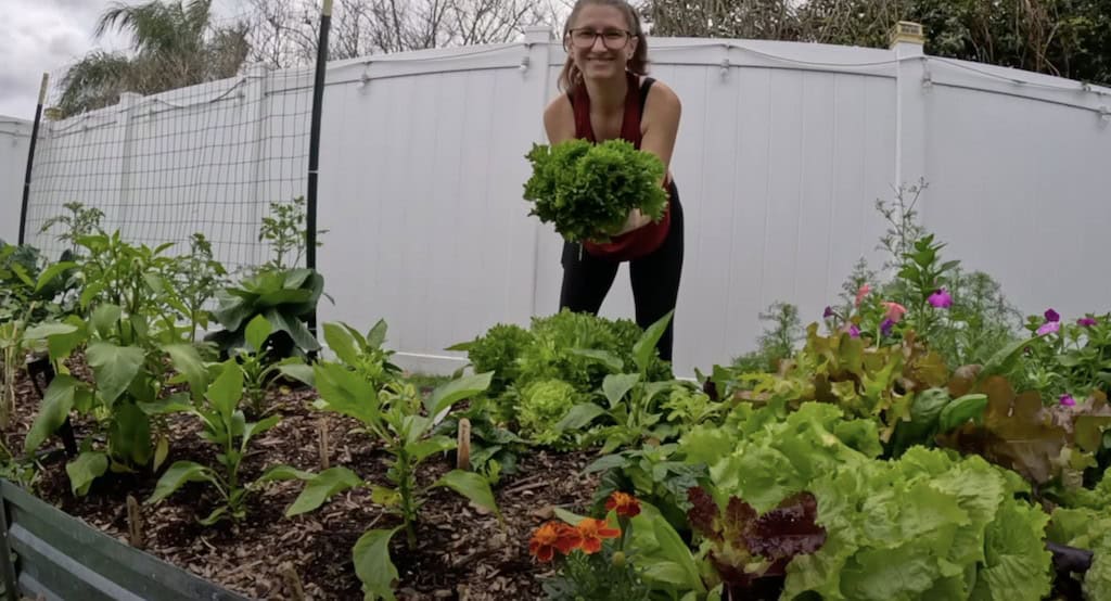 Harvesting lettuce